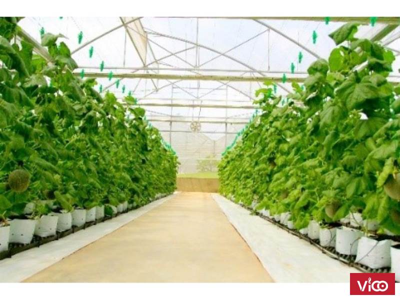 Bạt trải nền nhà kính,giá bat trai nen nhà lưới,nơi bán bạt trải nền nhà kính