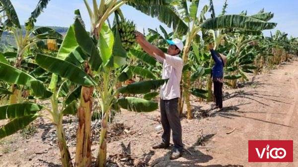 Gia đình cần bán rẫy tại xã Ninh Lộc, Ninh Hòa, Khánh Hòa