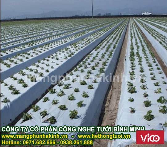 Công ty sản xuất màng phủ nông nghiệp,màng phủ luống,cách sử dụng màng phủ nông nghiệp