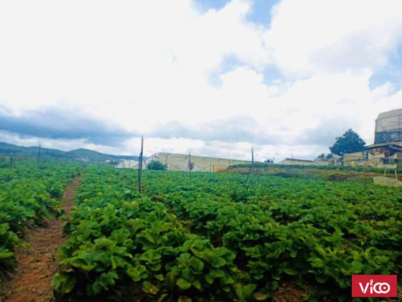 Cần bán 4.300m đất vườn, xe hơi tận nơi phường 7 đà lạt