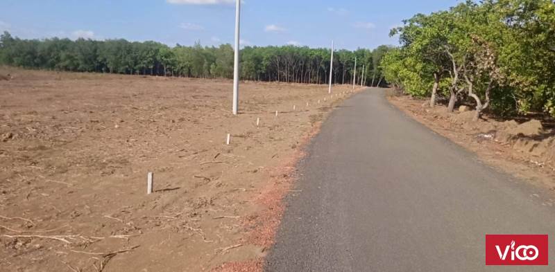CHỈ CÒN DUY NHẤT 3 SỔ ĐẤT SÀO CẦN BÁN TẠI ẤP ĐỒNG BIA TÂN LỢI ĐỒNG PHÚ BÌNH PHƯỚC