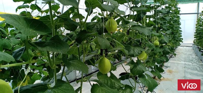 Bạt địa nông nghiệp, vật tư nhà kính nhà lưới, bạt trải nền nhà kính