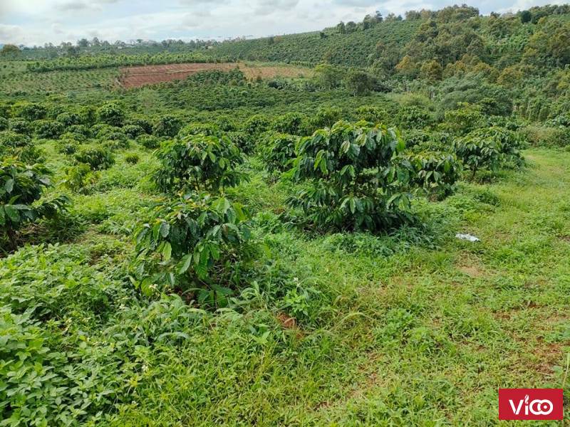 Cần bán đât full thổ cư 2,8 ha co 400m2 thổ cư giá 550 /sào.Đc Lôc An bảo Lâm Lâm Đồng
