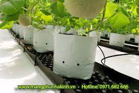 Nơi bán bạt trải nền nông nghiệp,bạt trải nền nhà kính,bạt địa nông nghiệp,bạt địa kỹ thuật