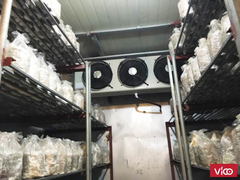 hoàn thiện kho lạnh bảo quản nấm tại Đà Lạt