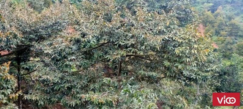 Chính chủ cần bán lô đất tại Thôn Dốc GạoThị Trấn Tô HạpHuyện Khánh Sơntỉnh Khánh Hoà