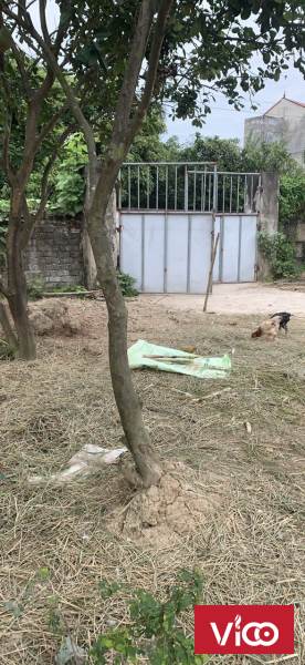 tìm được ở đâu đất giá dưới 5 triệu Cách Bi Quế võ Bắc Ninh