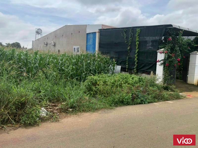 Bán lô đất mặt tiền đường nhựa số 15 chà bá lửa. Cắt QL56 300m. Hoà Long, TP Bà Rịa.