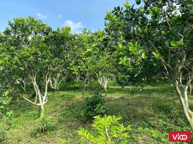Bán nhanh siêu phẩm 7019m2 tại Lương Sơn đất bằng phẳng,view thoáng,giá chỉ 1,x triệu một mét
