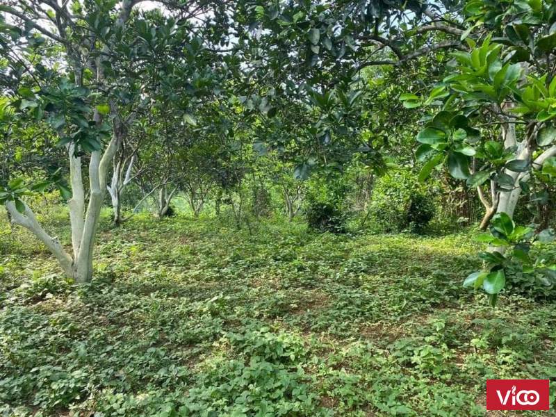 Bán nhanh siêu phẩm 7019m2 tại Lương Sơn đất bằng phẳng,view thoáng,giá chỉ 1,x triệu một mét