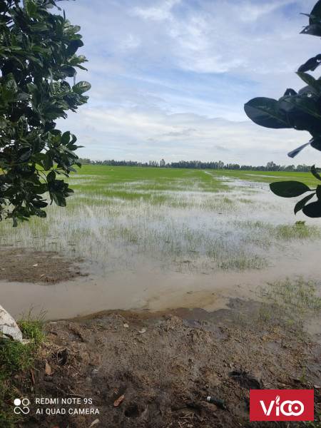 24500m2 có 300m2 thổ cư Trường Xuân A, Thới Lai. TP Cần Thơ