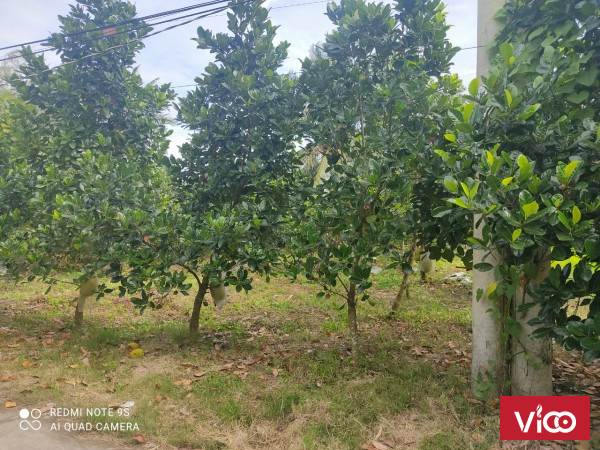 24500m2 có 300m2 thổ cư Trường Xuân A, Thới Lai. TP Cần Thơ