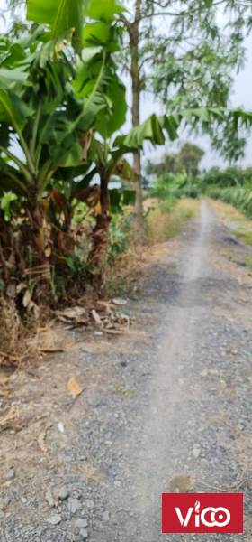 Cần bán đất trồng thanh long tại Xã Bình Tịnh, Tân Trụ, Long An