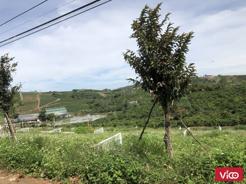 bán nè mọi người