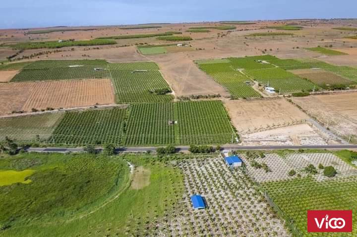 Đất trồng cây DT716, gần đường liên huyện rộng 52m, 1 Tỷ 1. 0932627439 xem sổ