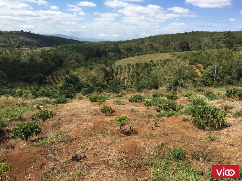 Đất vườn 8 sào Liên Đầm, Di Linh, Lâm Đồng.