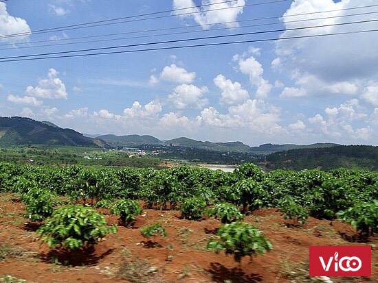 Cần Bán Lô Đất 6 Sào Tại Tân LâmDi Linh Lâm Đồng Mà Giá Chưa Đến 1tỷ