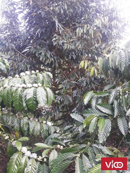 CẦN BÁN GẤP LÔ ĐẤT XÃ TÂN LÂM DI LINH LÂM ĐỒNG