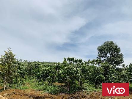 CHÍNH CHỦ EM CẦN BÁN ĐẤT TỌA LẠC VỊ TRÍ ĐẸP TẠI LÂM ĐỒNG