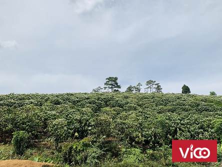 CHÍNH CHỦ EM CẦN BÁN ĐẤT TỌA LẠC VỊ TRÍ ĐẸP TẠI LÂM ĐỒNG