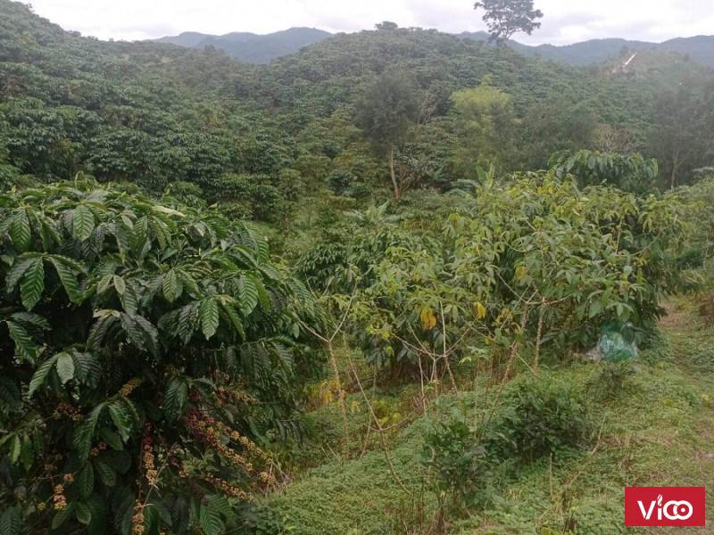 Bán Nhanh Lô Đất Vị Trí Đẹp Tại Bảo Lộc Giá Tốt Cho Khách Thiện Chí