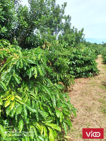 Ra 2 lô đất đẹp ở Lâm Đông