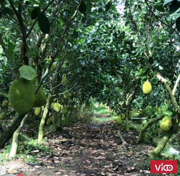 Cần Bán Khu Đất Vườn Mít Thái, Xe Hơi Vào Thoải Mái Giá Chỉ 430 triệu/Lô