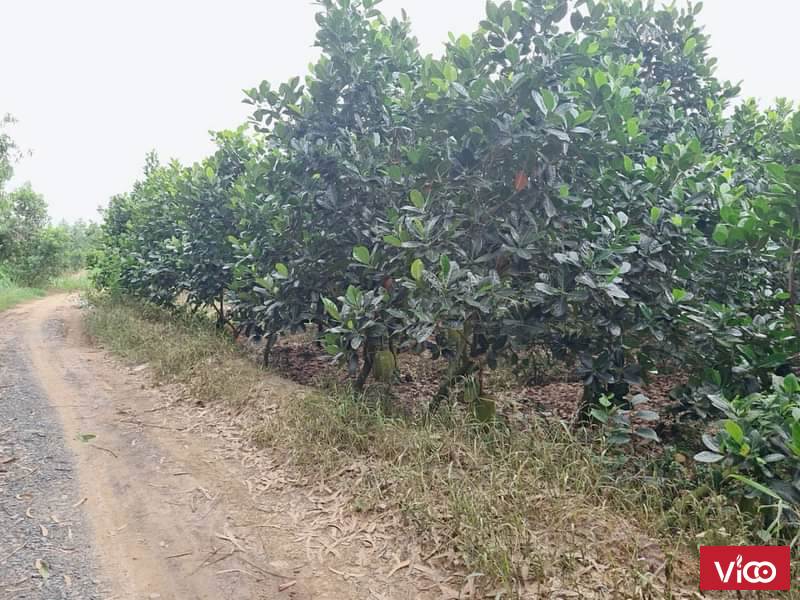 Cần Bán Khu Đất Vườn Mít Thái, Xe Hơi Vào Thoải Mái Giá Chỉ 430 triệu/Lô