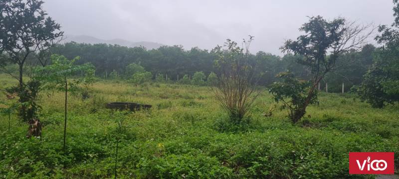 Bán 7,260m đất Phong Mỹ, Phong Điền.(0905.623.646)