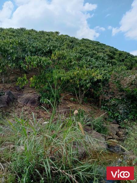 Cần bán gấp 2 sào vườn cà phê Phan Huy Ích, Bảo Lộc, Lâm Đồng