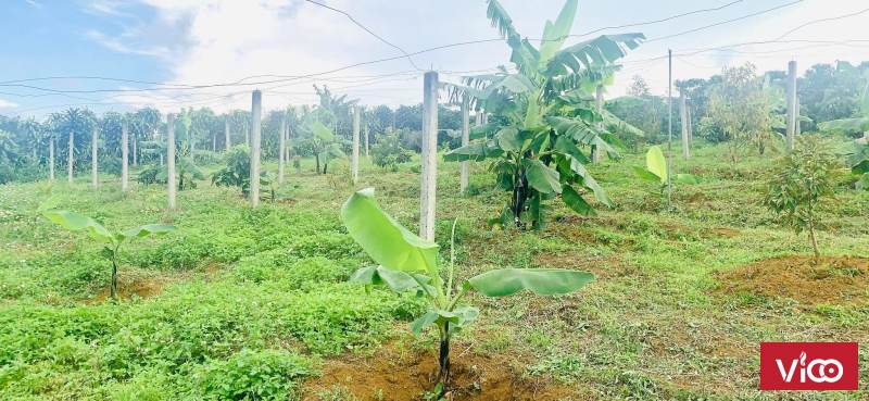 Đất 10000m2 Hẻm Lê Phụng Hiều P Lộc Tiến Bảo Lộc Lâm Đồng