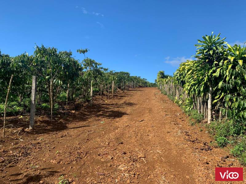 ĐấtTP Bảo Lộc 3000m2 54m Mặt Tiền Đường Lê Phụng Hiểu