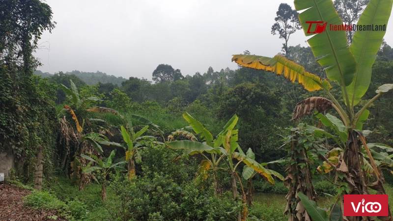 bán đất Thanh Sơn Phú Thọ 3200m2 có 400m2 thổ cư vị trí thuận lợi gần DT316 LH MR Tiến