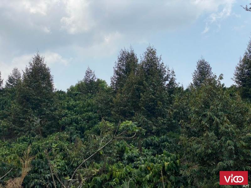 Siêu phẩm nhà vườn tại Thôn 4, Lộc Thành Bảo Lộc