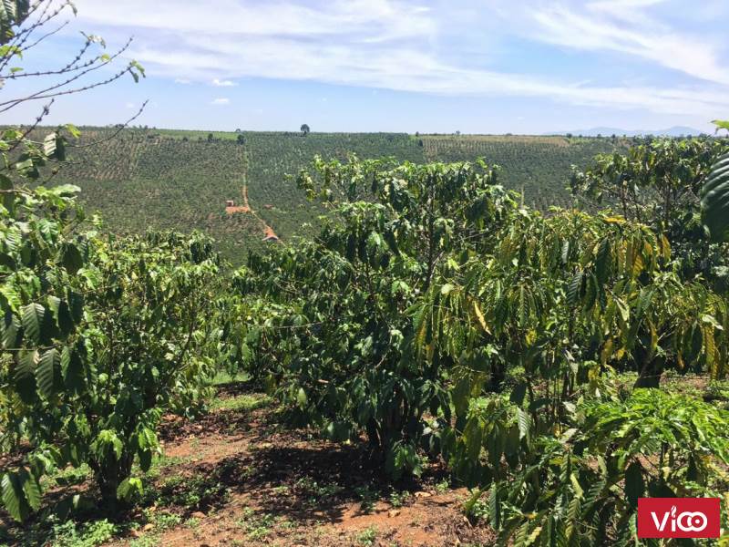 Chính Chủ Cần Bán 2 Lô Đất Đẹp Vị Trí Đắc Địa Tại Lâm Đồng