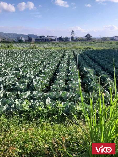 CHỦ NHÀ CẦN BÁN GẤP LÔ ĐẤT KHU ĐÔNG DÂN CƯ LÀNG BÀ CỌ CF NGỌC NGÂN CẦY CAO THÁI