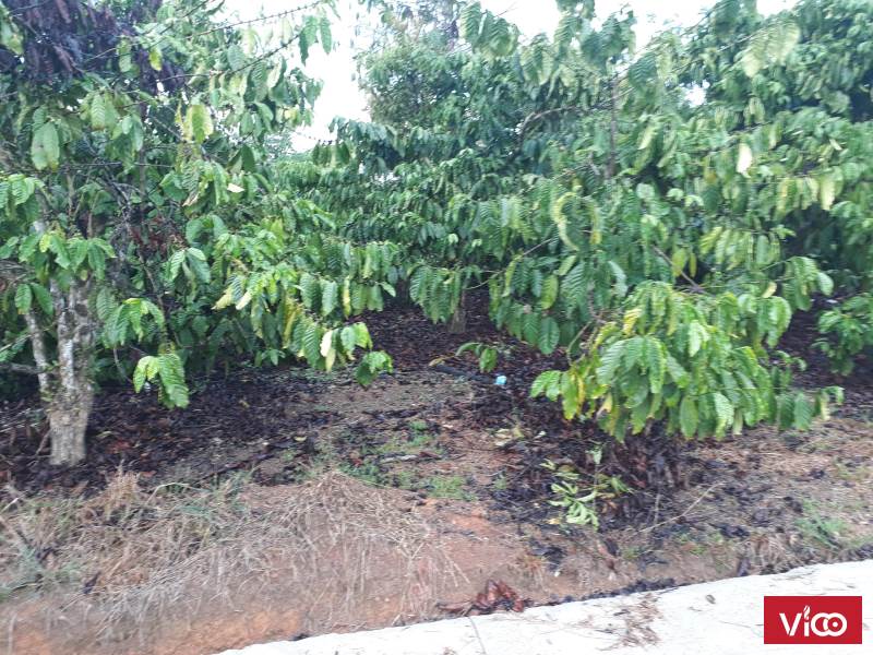 Bán lô đất thôn 11 Đại Lào, 8 sào 3,Bảo Lộc