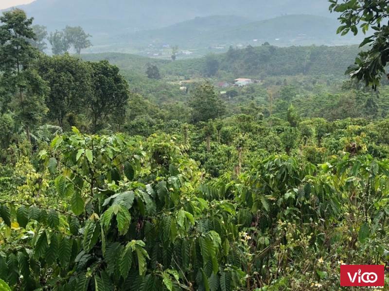 Khách ngộp mùa dịch cần bán gấp lô đất siêu rẻ