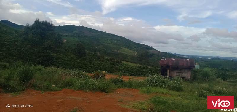 Bán lô đất đang thu hoach cà phê tại xã Đại Lào, Tp Bảo Lộc