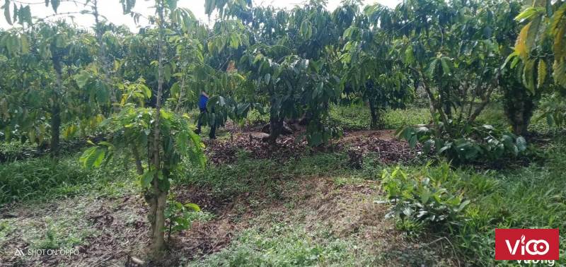 Đất của ngừoi dân bán rẻ, anh chị nào mua nhanh tay nhé