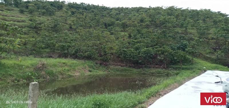 Trình làng khu vườn lưng tụa núi, có ao được ưa thích nhất hiện nay của Bảo Lộc