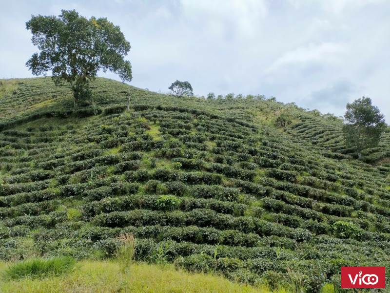 bán gấp mảnh đất view đẹp thuận tiện tại bảo lộc lâm đồng