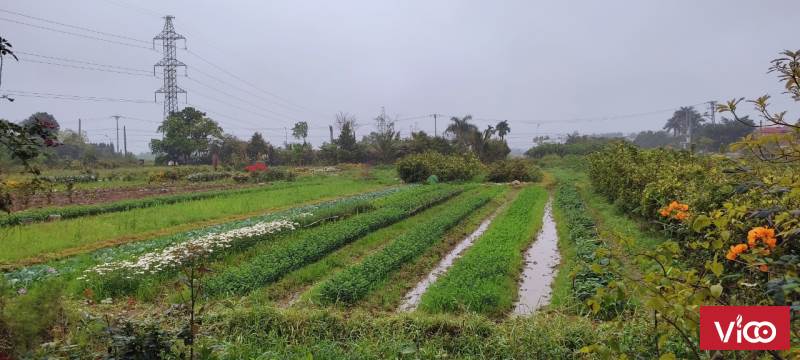 Lô đất đẹp trong đường máng.