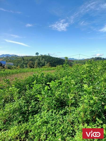 gửi bán mảnh đất chính chủ mặt tiền ngon bổ rẻ cho ae