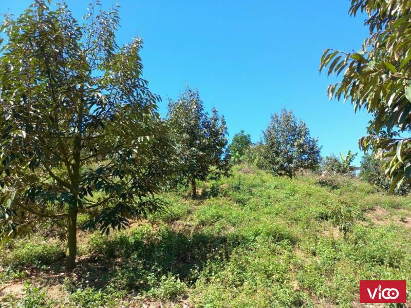 Cần tiền lắm rồi ạ. Chủ e đại hạ giá xung quanh đang 650tr/sào chủ e bán vội 580tr/sào thôi.