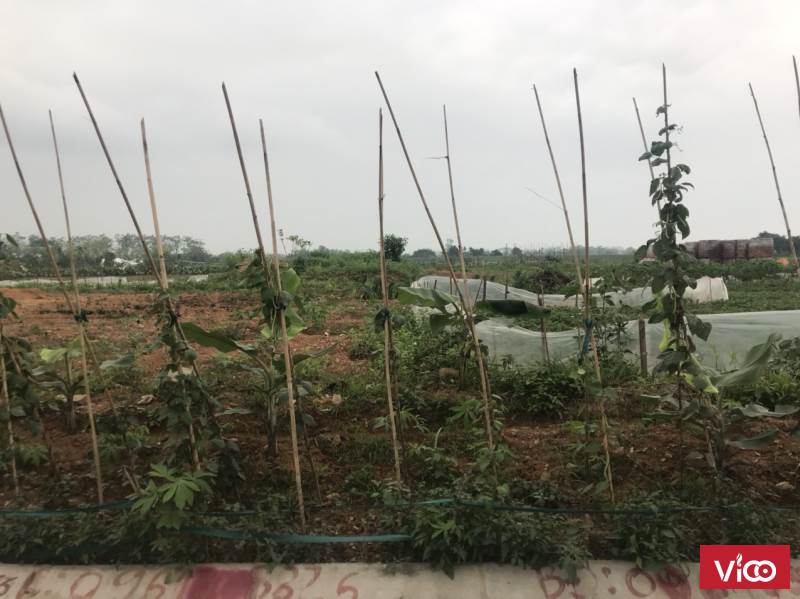 Siêu phẩm còn lô duy nhất Thôn Phù chính xã Tuân Chính Vĩnh Tường Vĩnh Phúc