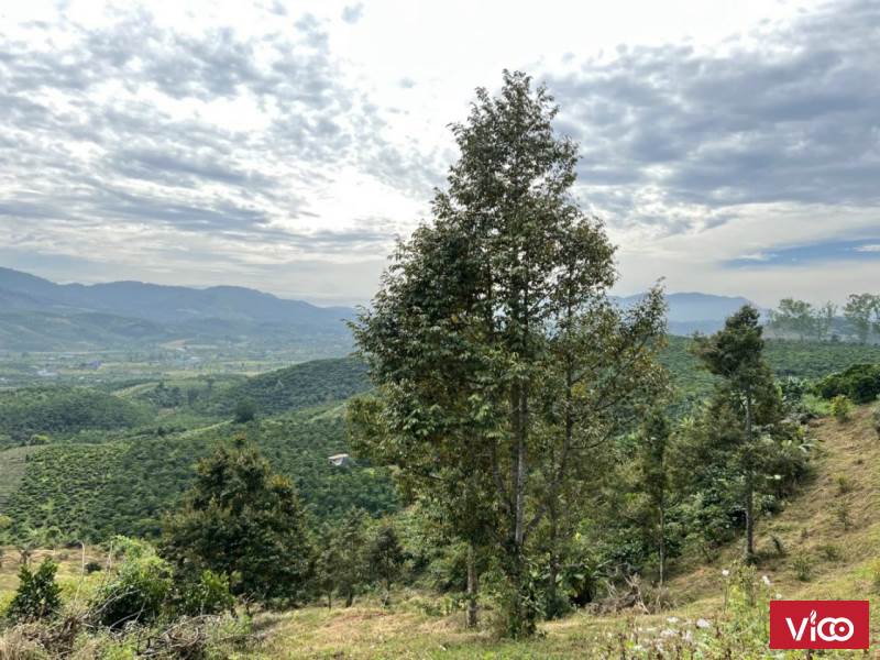 cần bán mảnh vườn có trái cây đang thu hoạch