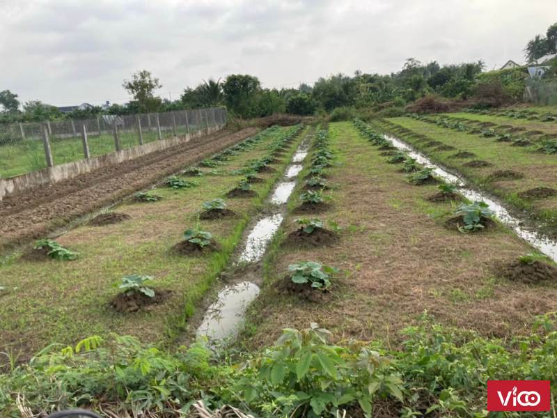 Bán 2 nền đất Mỹ Phong, Mỹ Tho, Tiền Giang, nằm cách đường nhựa 90C khoảng 100m