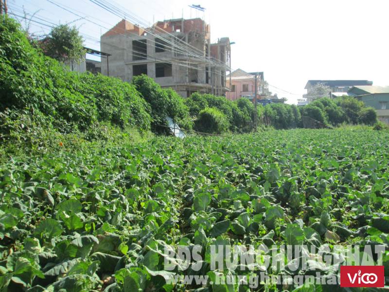 Bán đất NN có sổ riêng Giá Rẻ đường Khe Sanh P.10 TP.Đà Lạt.