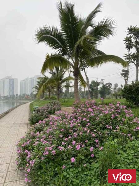 Chính chủ cần bán lô biệt thự góc đường 50m Khu đô thị Thanh Hà Cienco 5